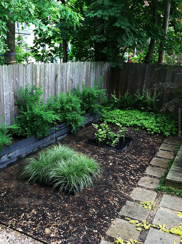 doorsixteen_gardenprogress_update2