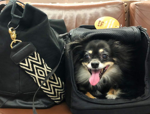 Travel with a small dog - doorsixteen.com