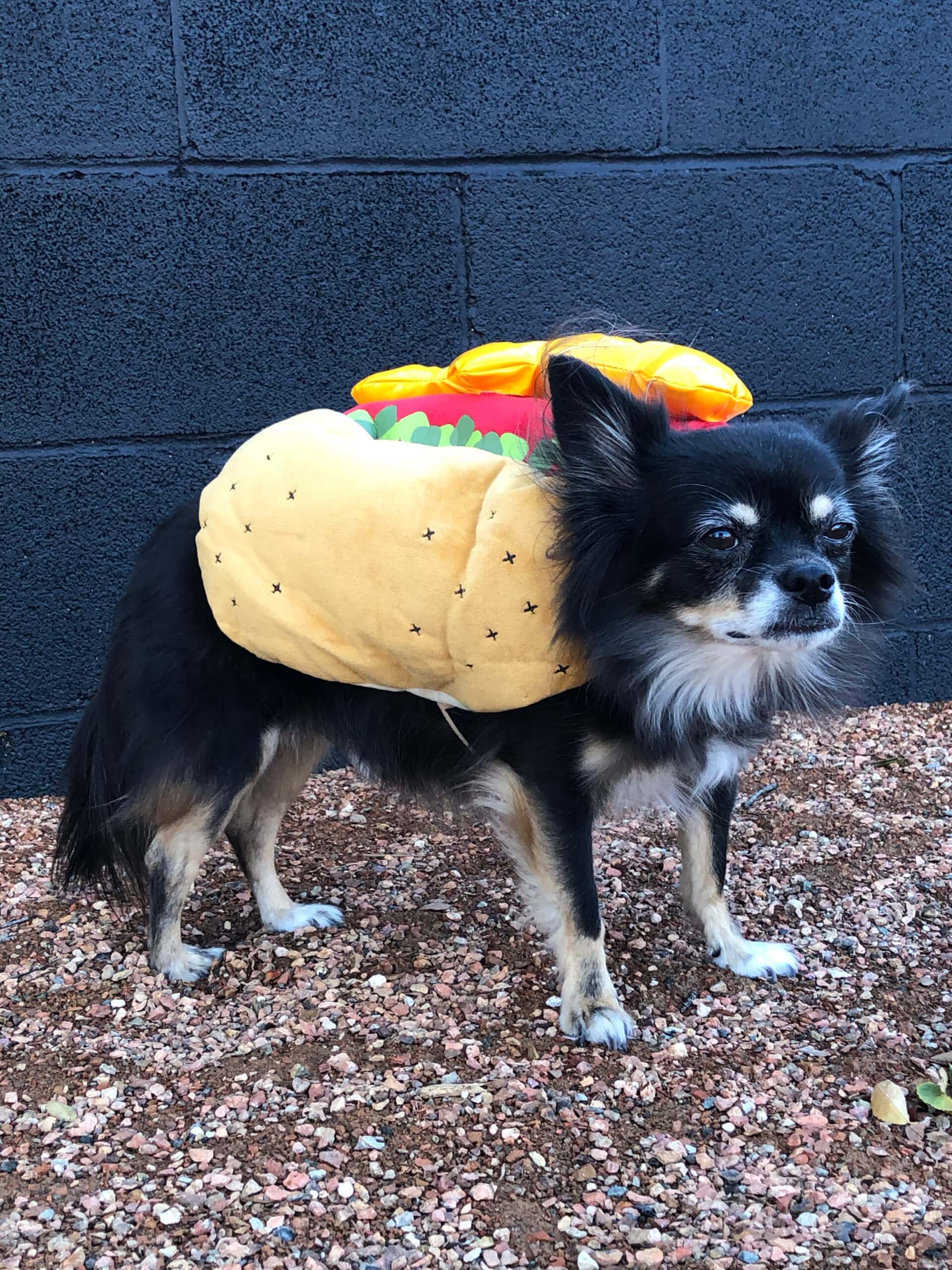 Chihuahua dressed as a hot dog - doorsixteen.com